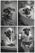 Paw Portrait – Ingelijste print